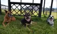 Three Dogs