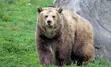 Grizzly bear